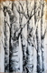 Birches  24X28 acrylic