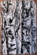 Birches 2  22X28   acrylic