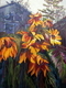 Tribute to Fall 30X40 oil